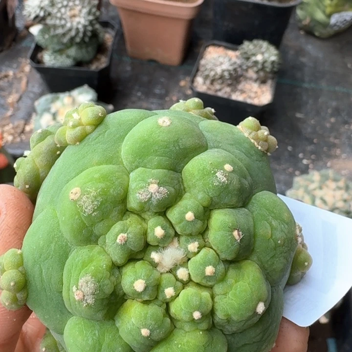 127落地皱油仙仙人球