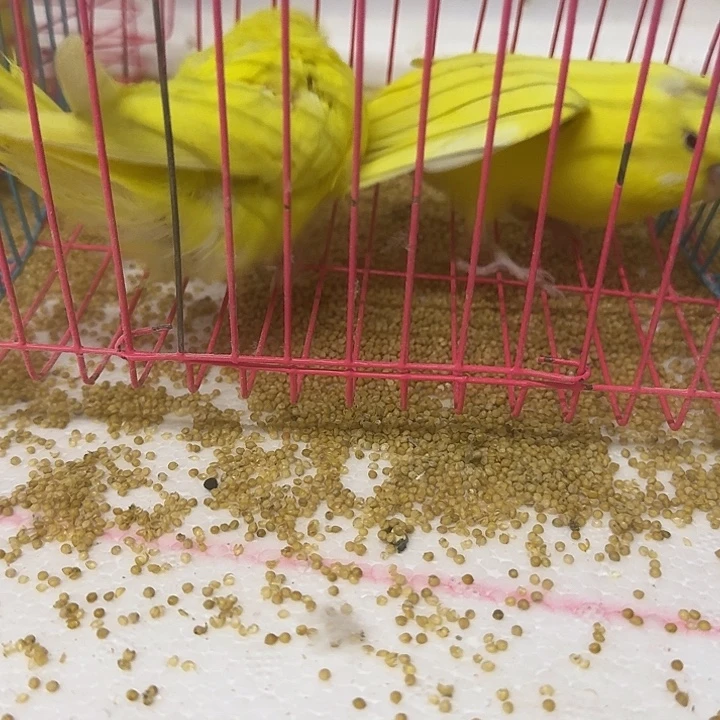 虎皮鹦鹉大头在线