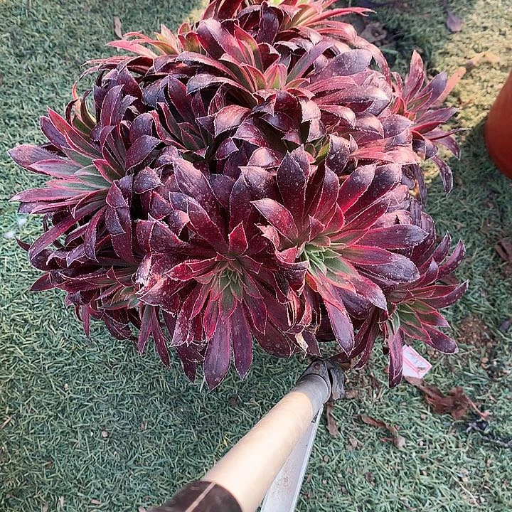 225孔雀锦多肉植物