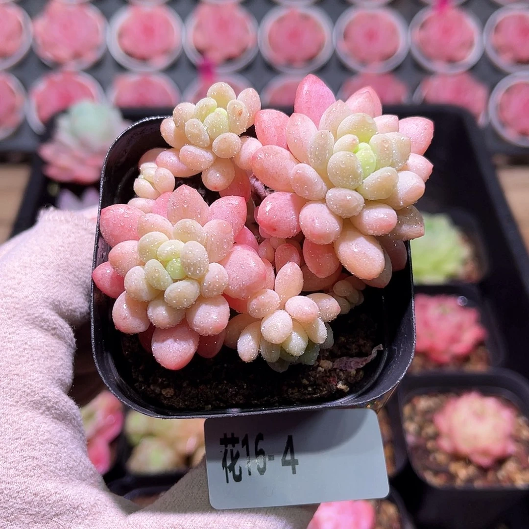 花利美16-4洛可可