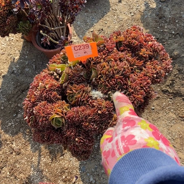 若****？239玫瑰缀化老桩朵朵