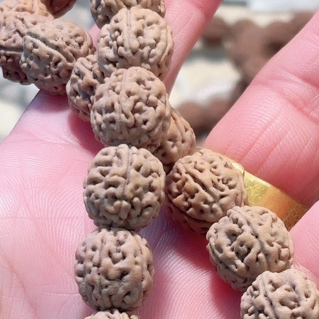 禧***安印度尼西亚小金刚葛地利纯血一代龙手持11