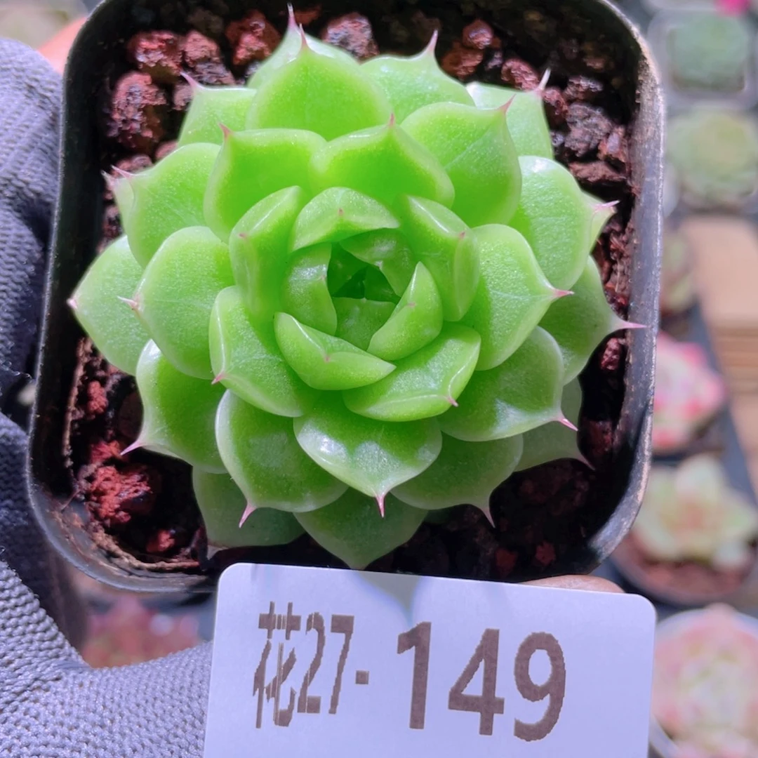 ****️花利美27-149海王