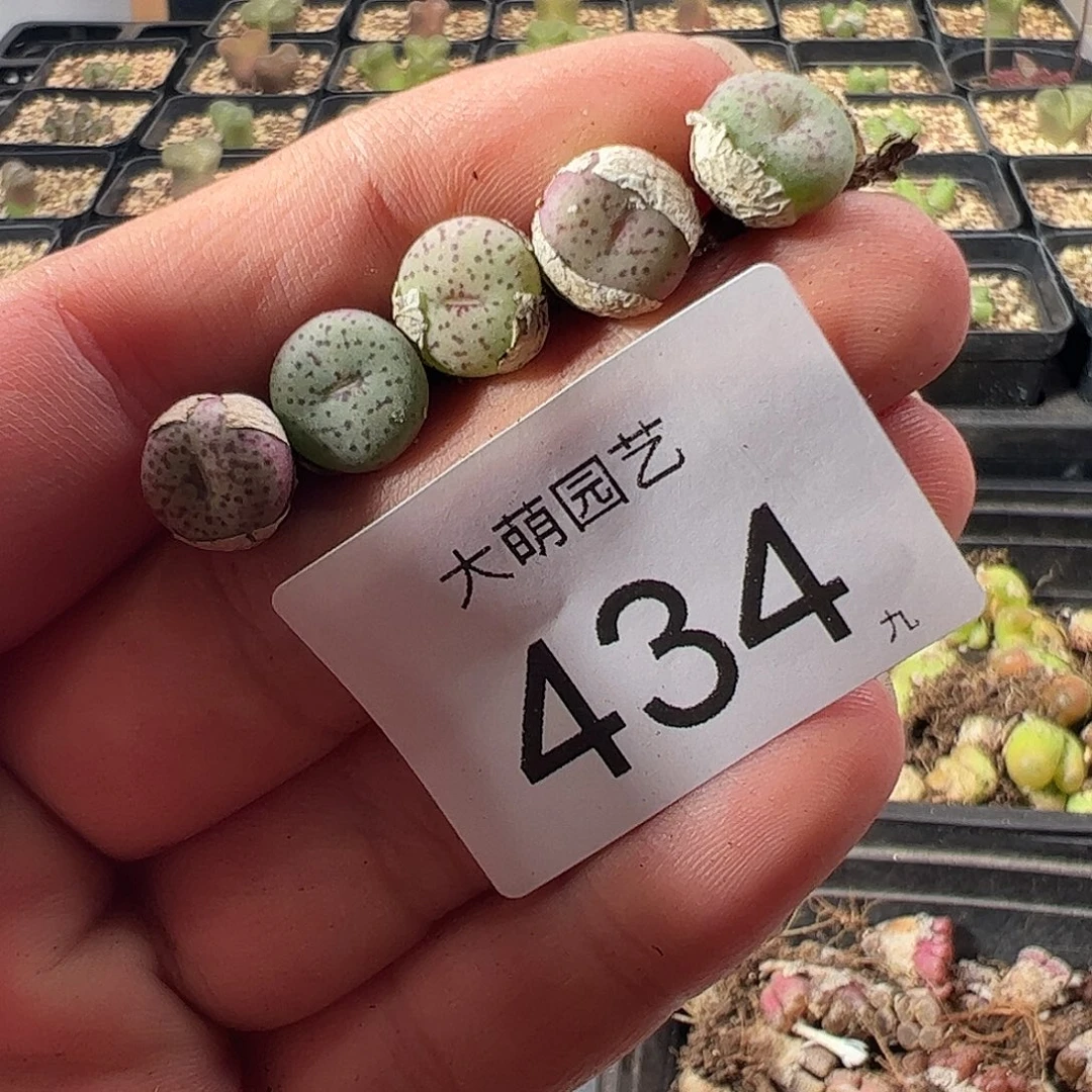 y****一物一拍。 1424.5芒果蛋蛋434