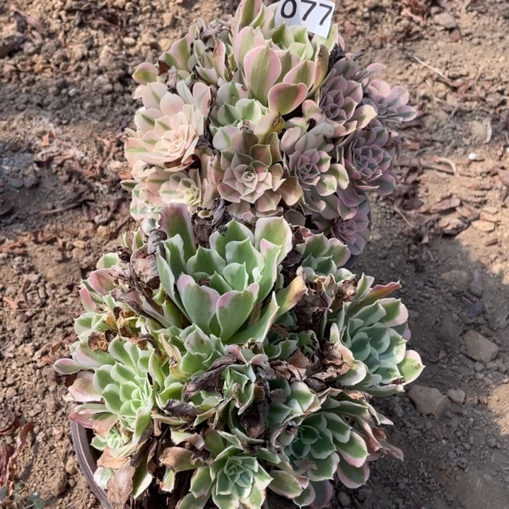 无花朵077多肉植物组合无售后