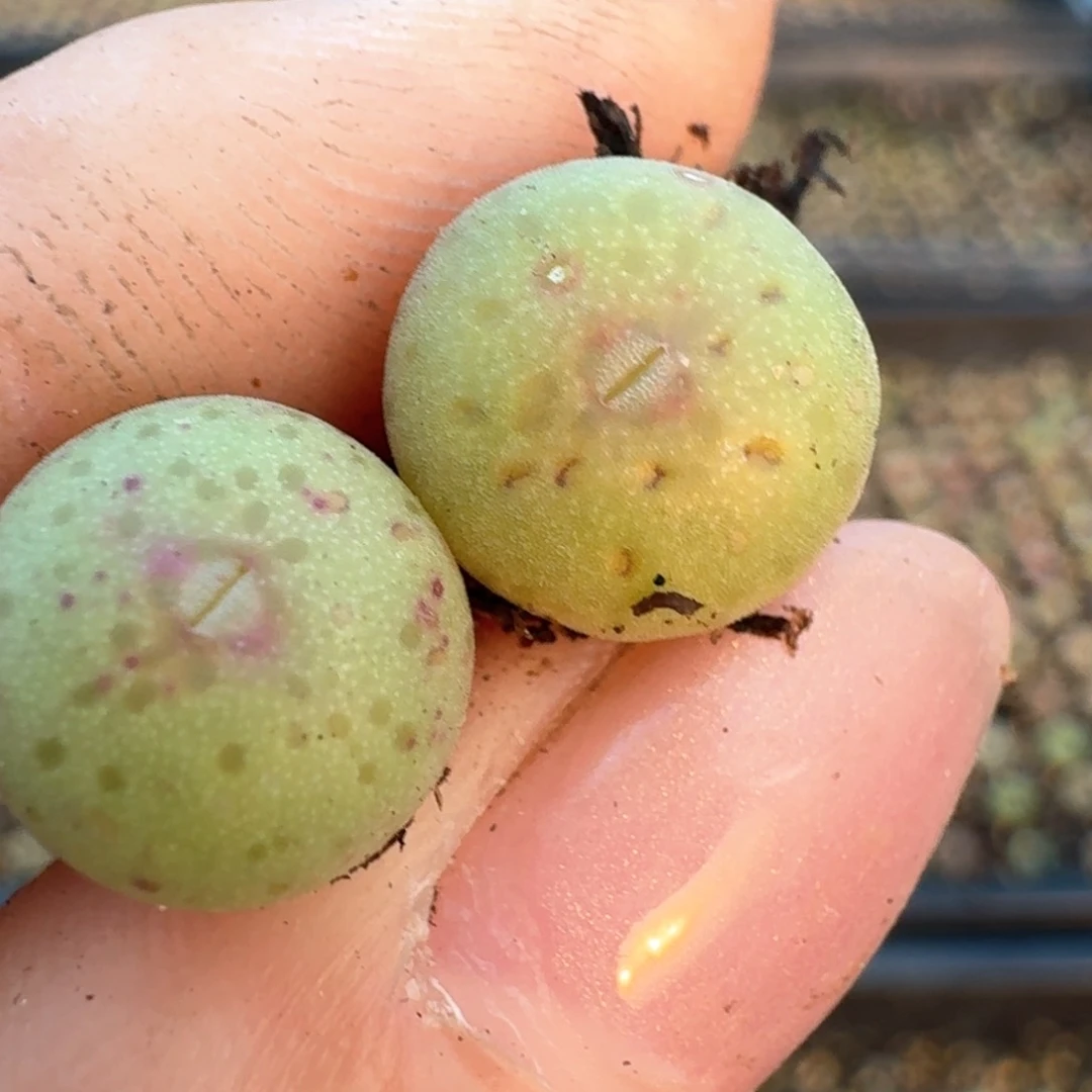 365两颗大枪皮卡丘00000