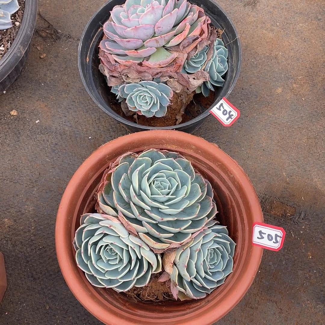 504-505两颗 一物一拍多肉