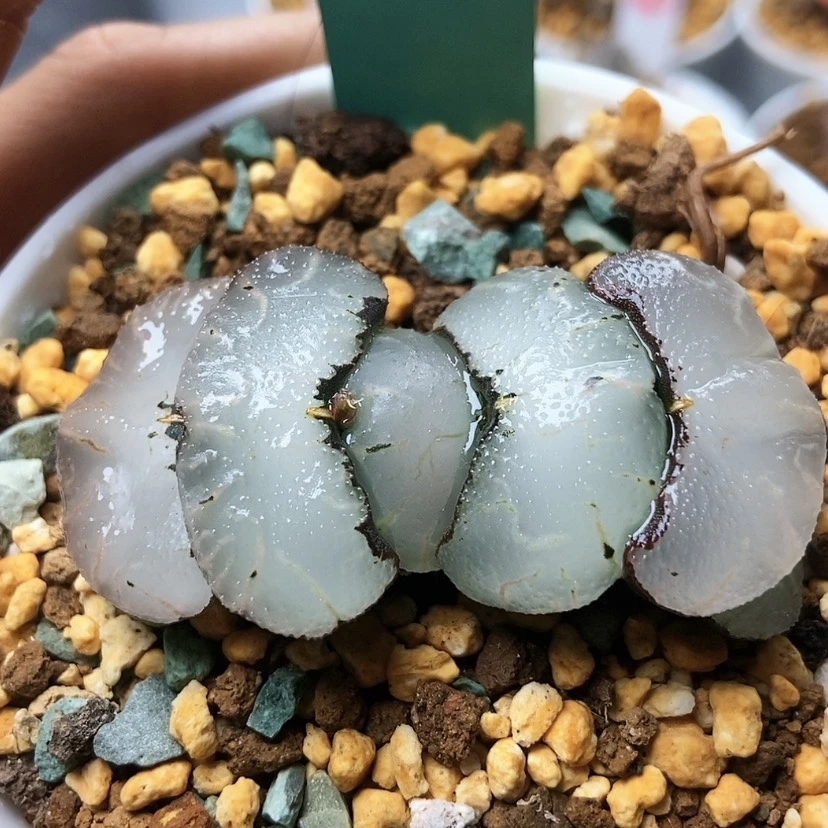 【闪购商品】我***久秋原换广重旷月补189