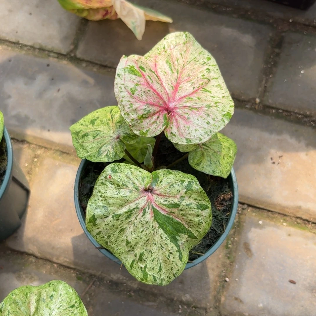 薄荷糖泰国彩叶芋19-0910