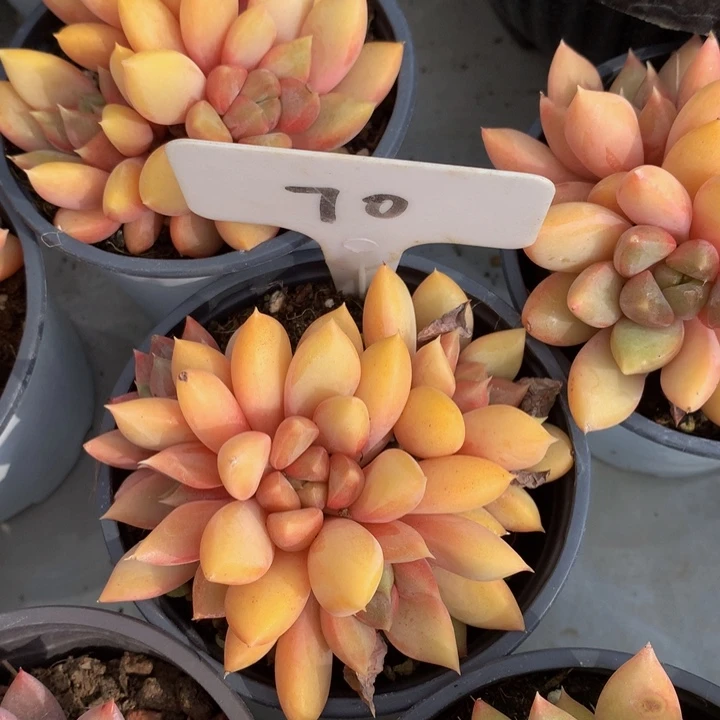 多日子和欧727372727