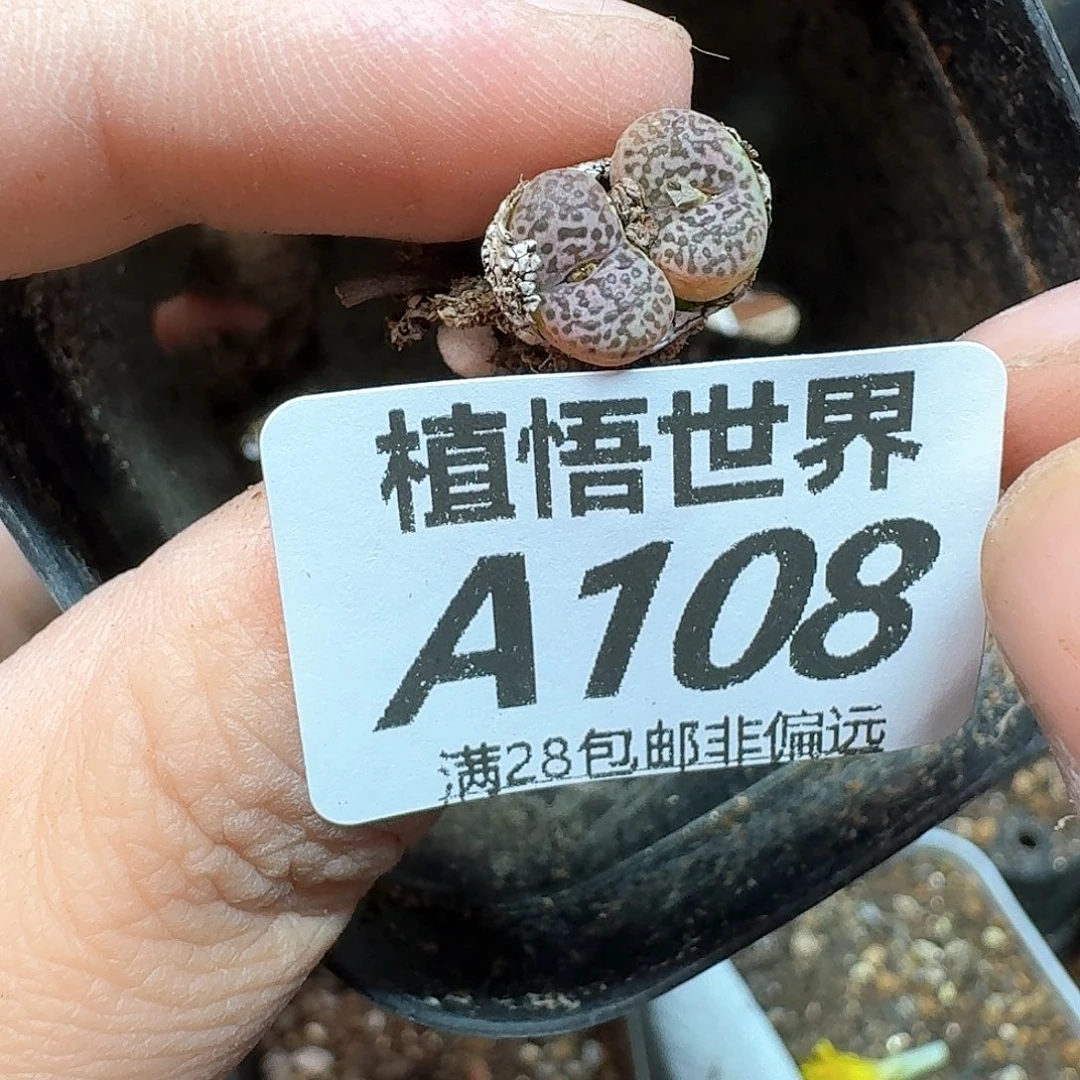 多肉植物的润泽ffg