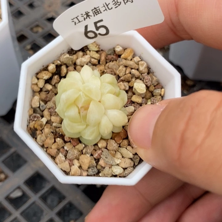 标65现金财富一个