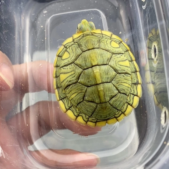 绿毛龟母66666666