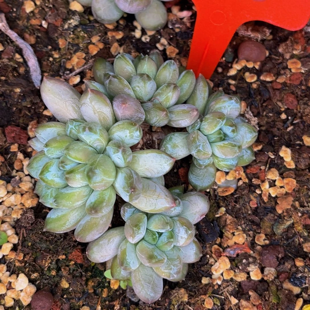 云**淡2535号晚上多肉植物群生多肉