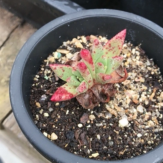 韩货绿菊仙女棒杯