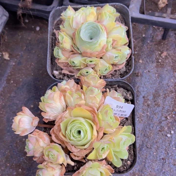 934 裸根不带土发货