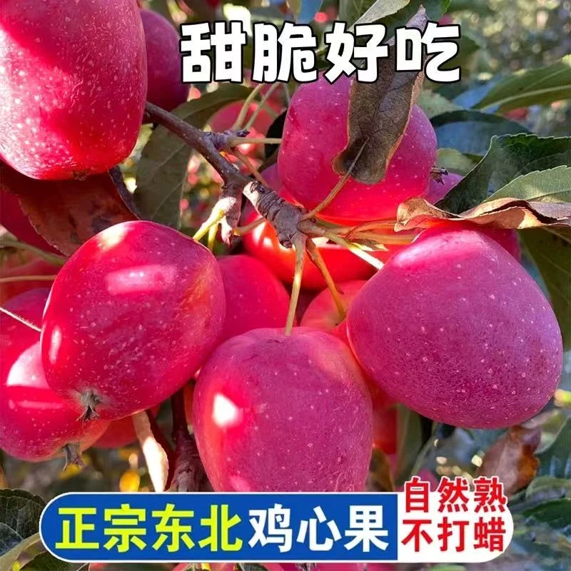 东北特产鸡心果正宗鸡心果锦绣海棠果酸甜脆鸡心果现摘现发季包邮