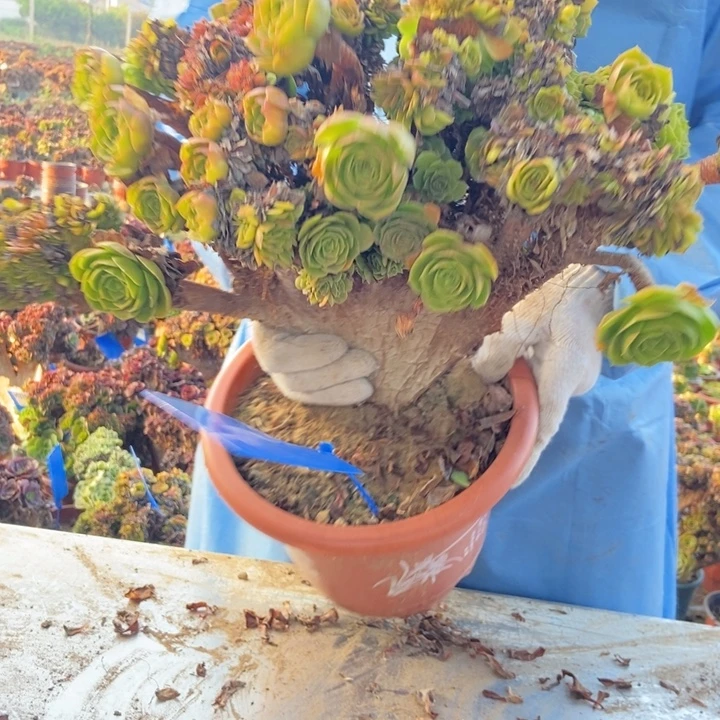 梵***陌H378万胜节缀化老桩