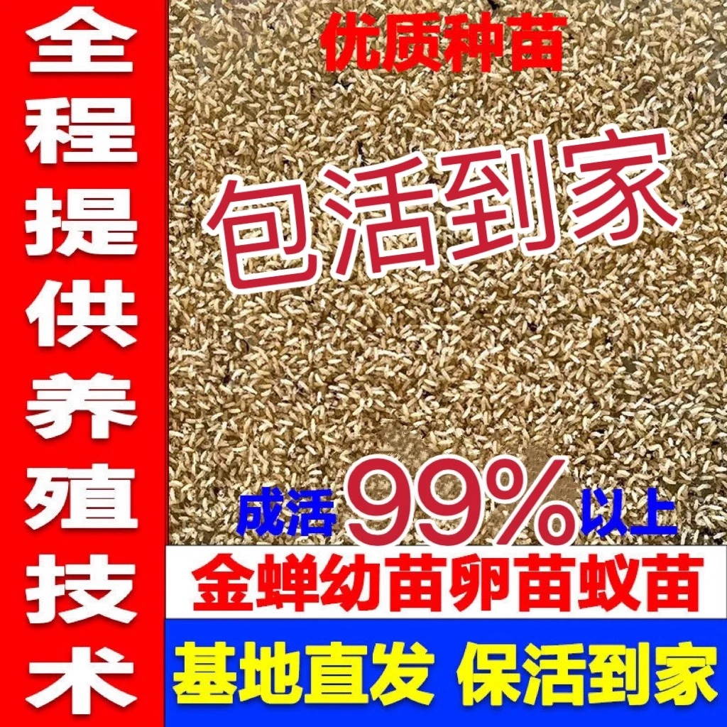 金蝉幼苗知了猴幼苗结喽龟幼苗爬拉爬叉猴卵爬蚱养殖直播卖货批发