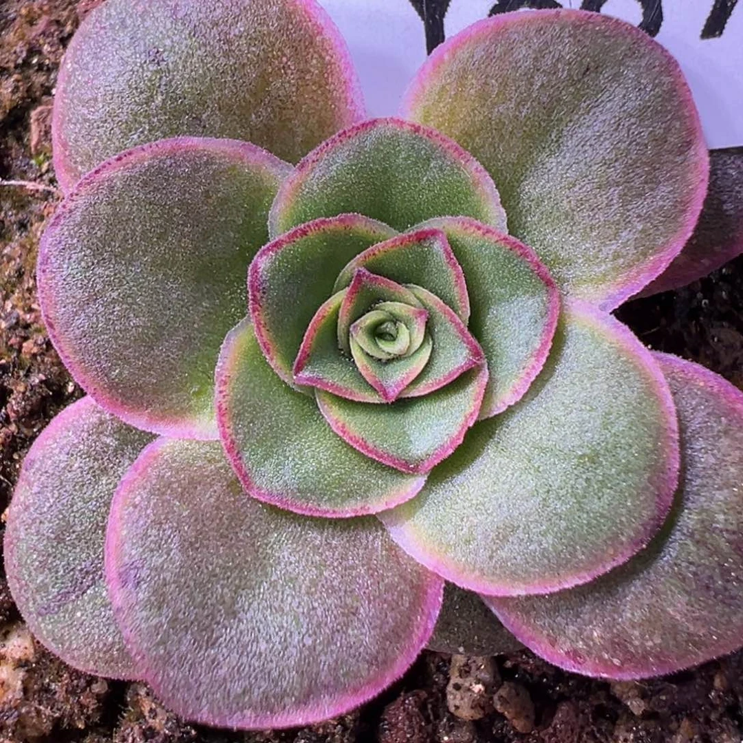杨889 凤求凰 带侧芽
