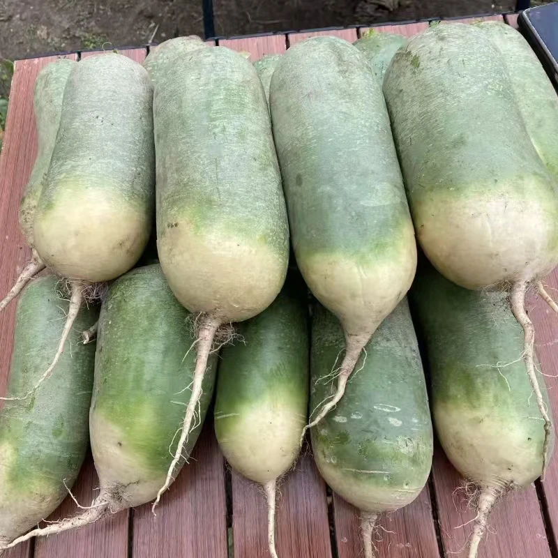 东北大萝卜精品霜打水果萝卜现拔现发脆甜多汁微辣可生吃