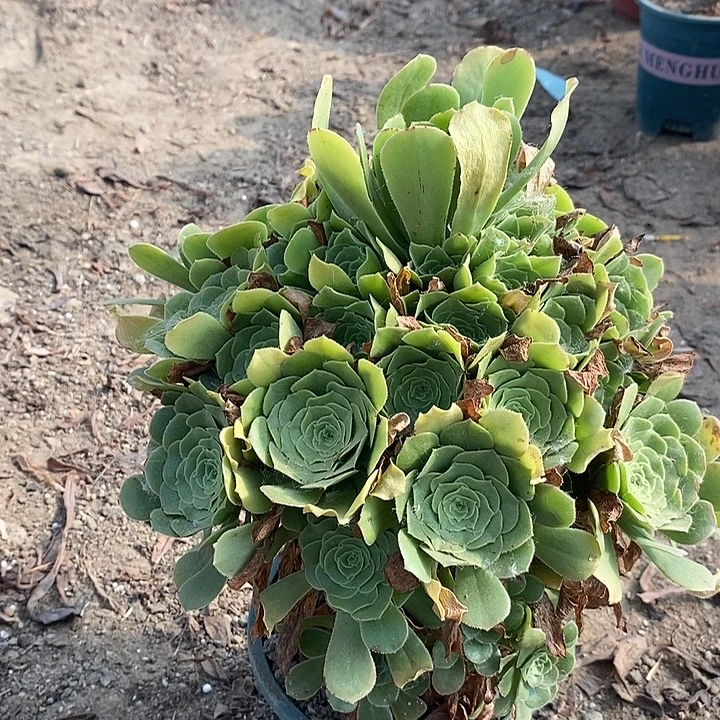 绿羊绒多肉植物008