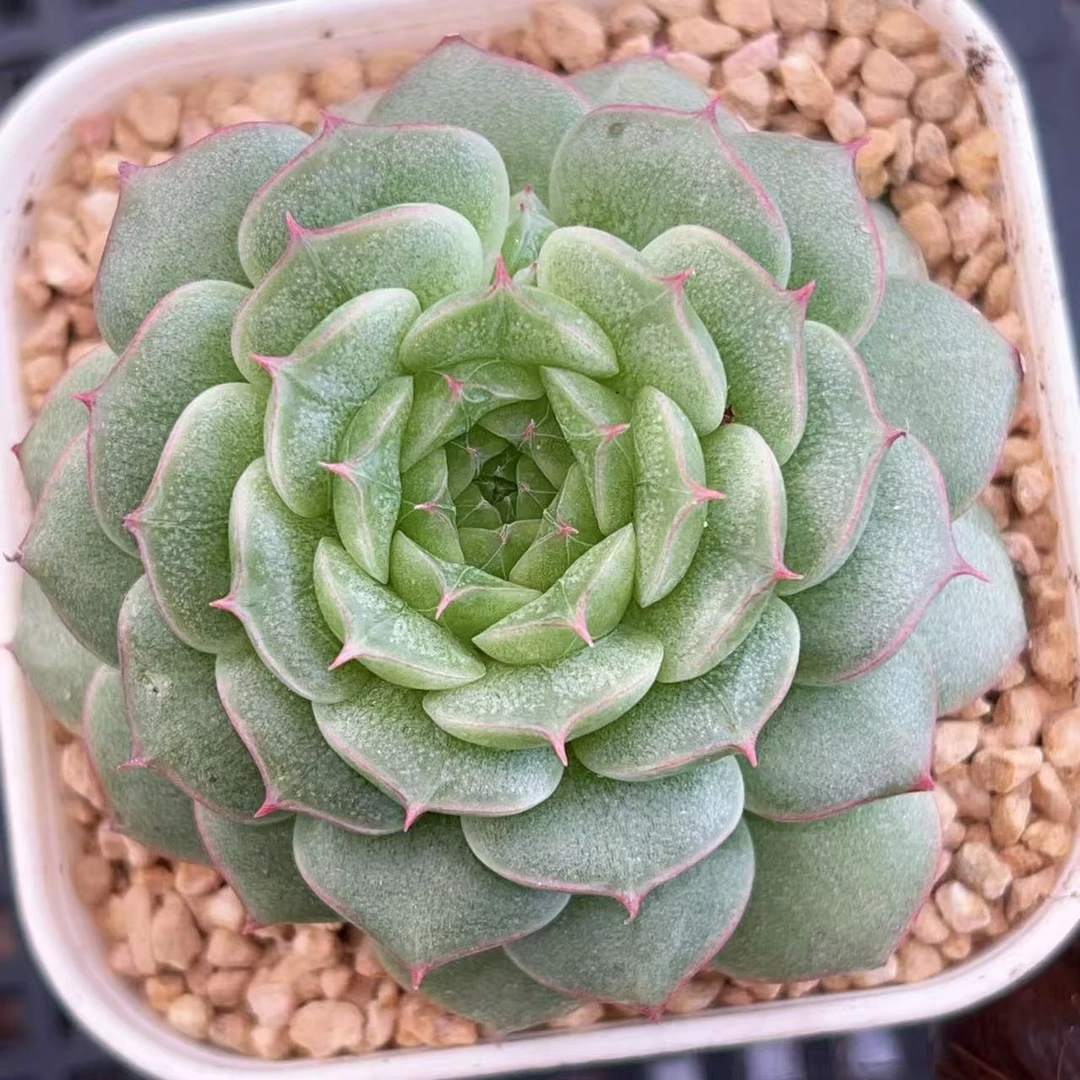 J067青色海后多肉一颗   4.5-5厘米