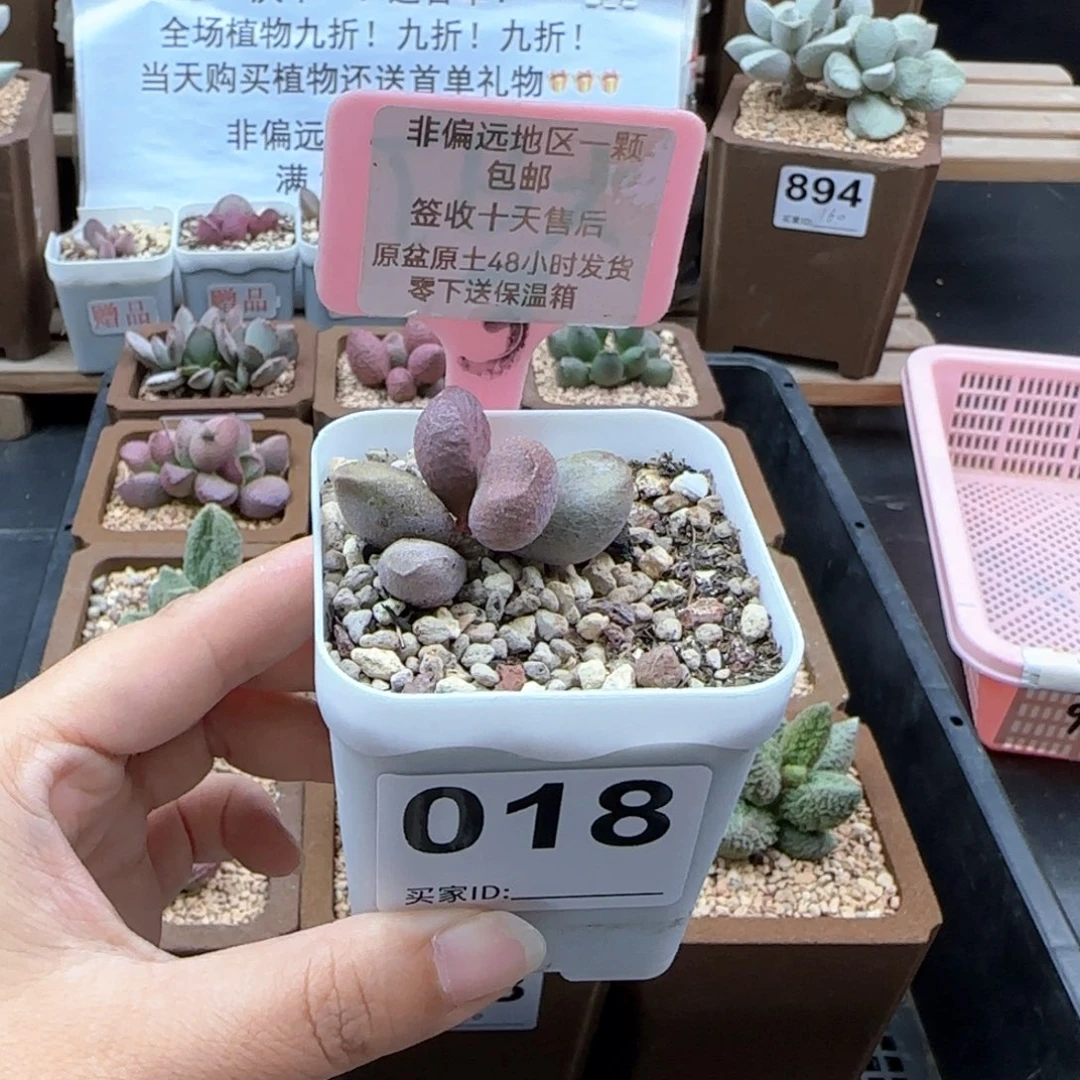 *️018甜心多肉植物