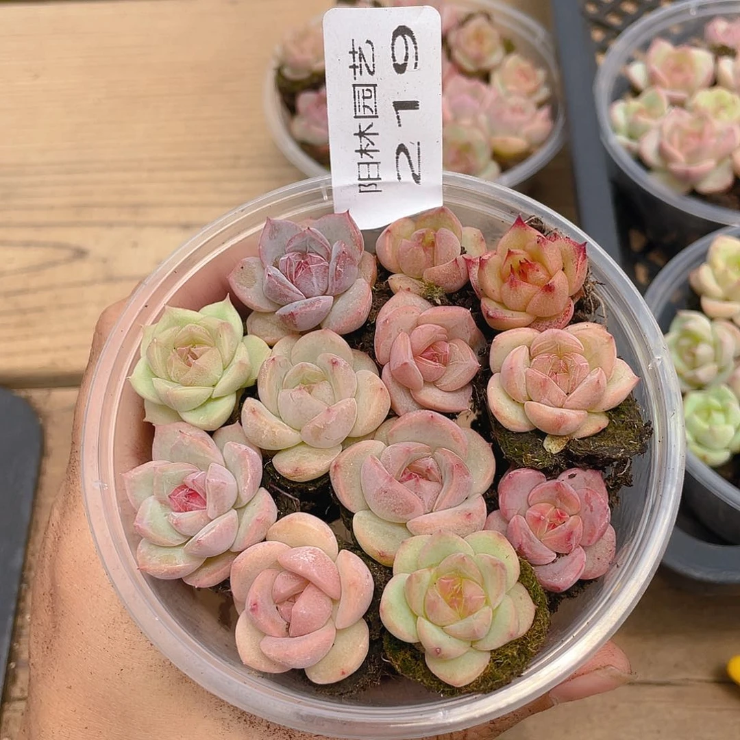 多肉植物多肉植物219