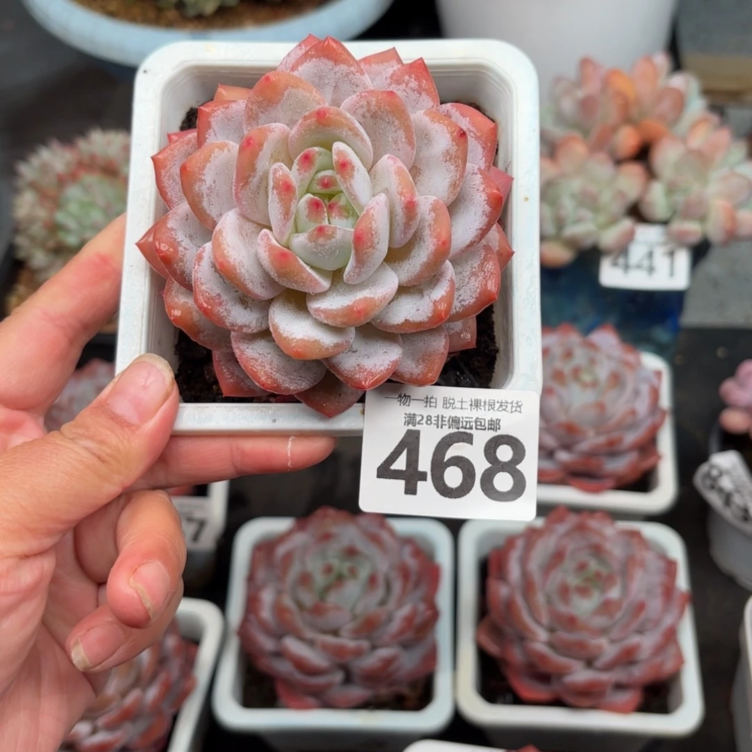 橙梦露无盆土发货