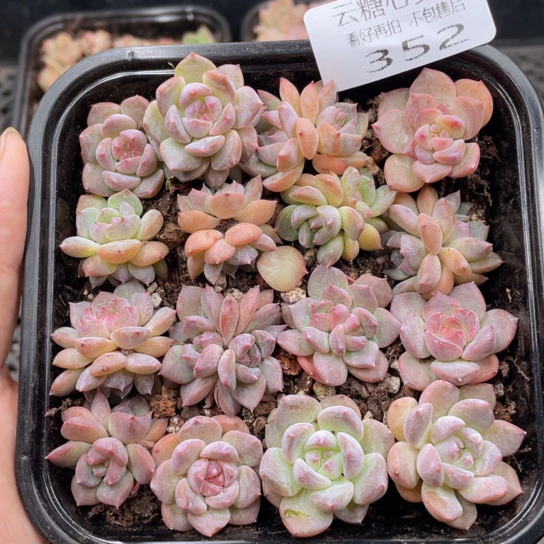 云糖心多肉植物352