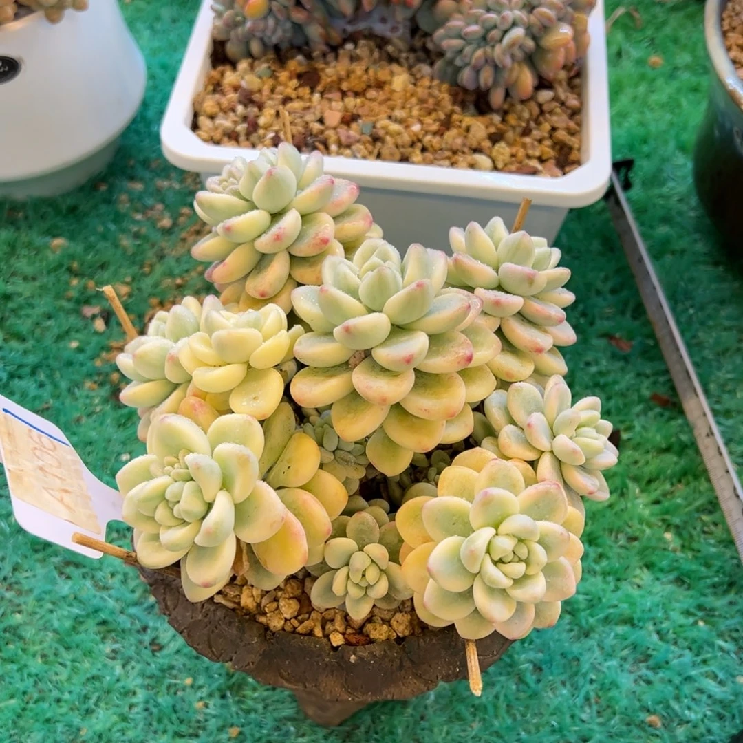 劳尔锦，，，，，，，，，，，，，，