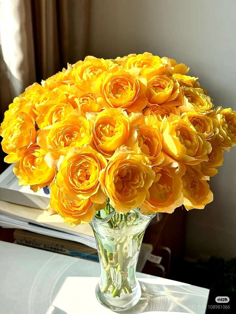 【好物鲜花】A级橙汁阳台10支 两单顺丰包邮