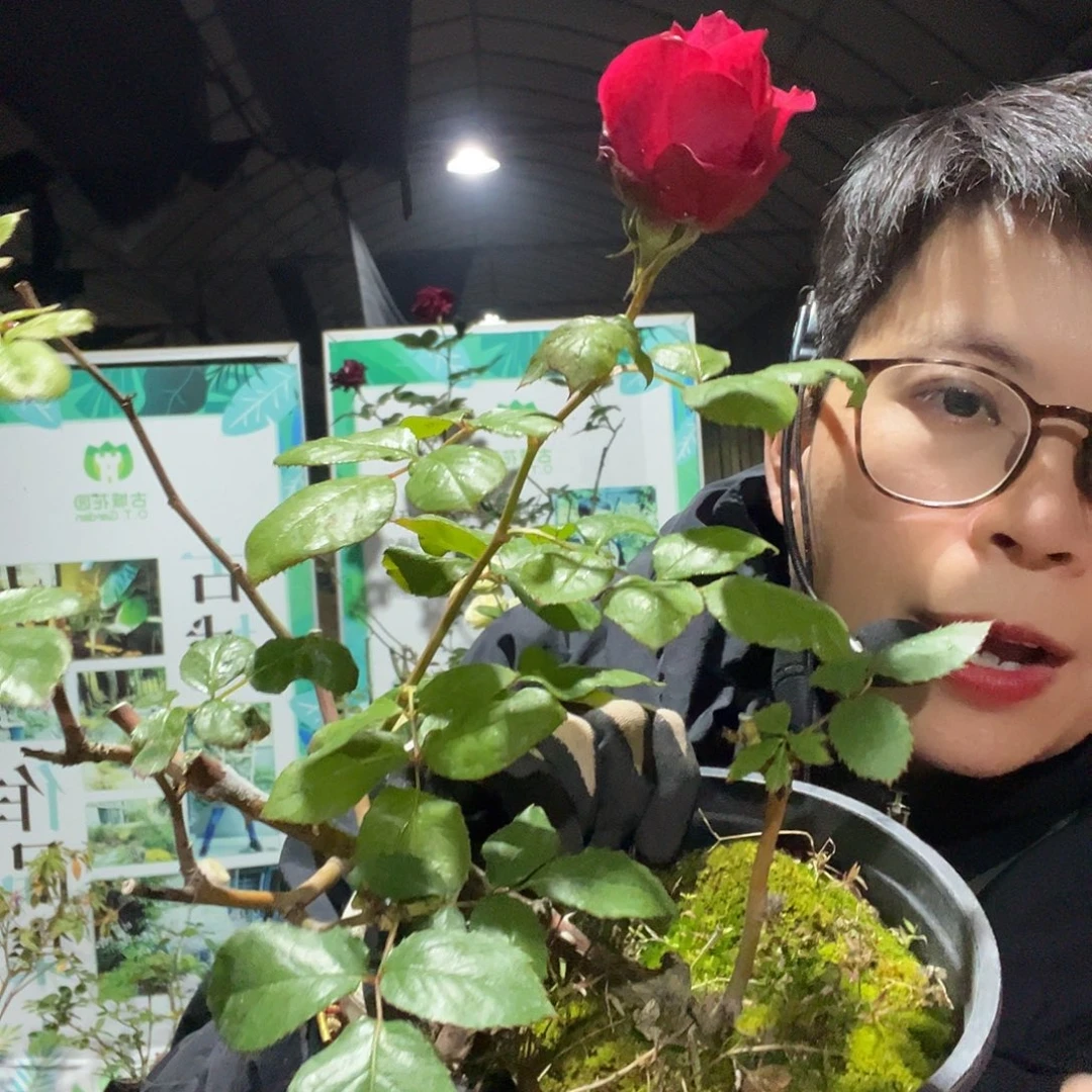 完全开放红龙月季一加仑