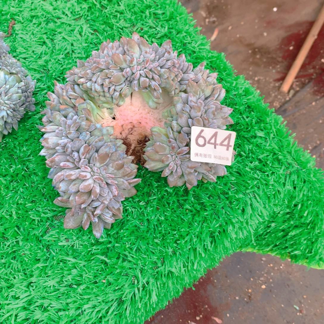 644橙子11111111111111