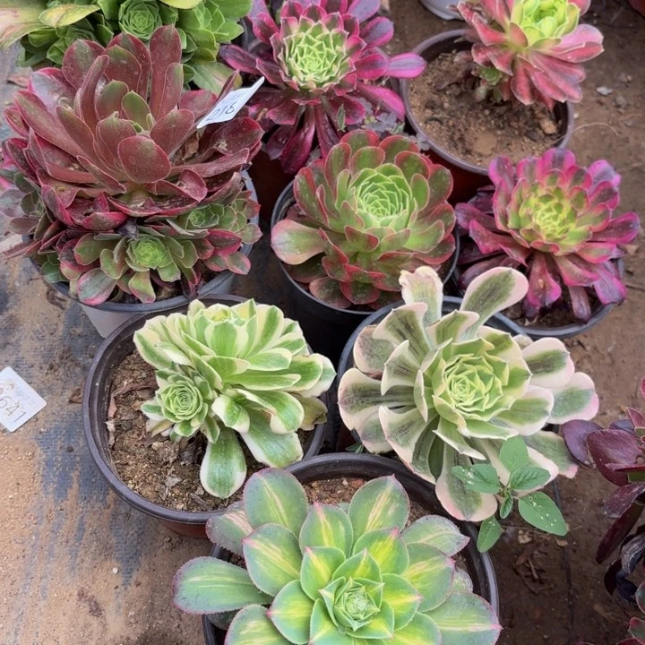 9颗多肉处理不包断头2188