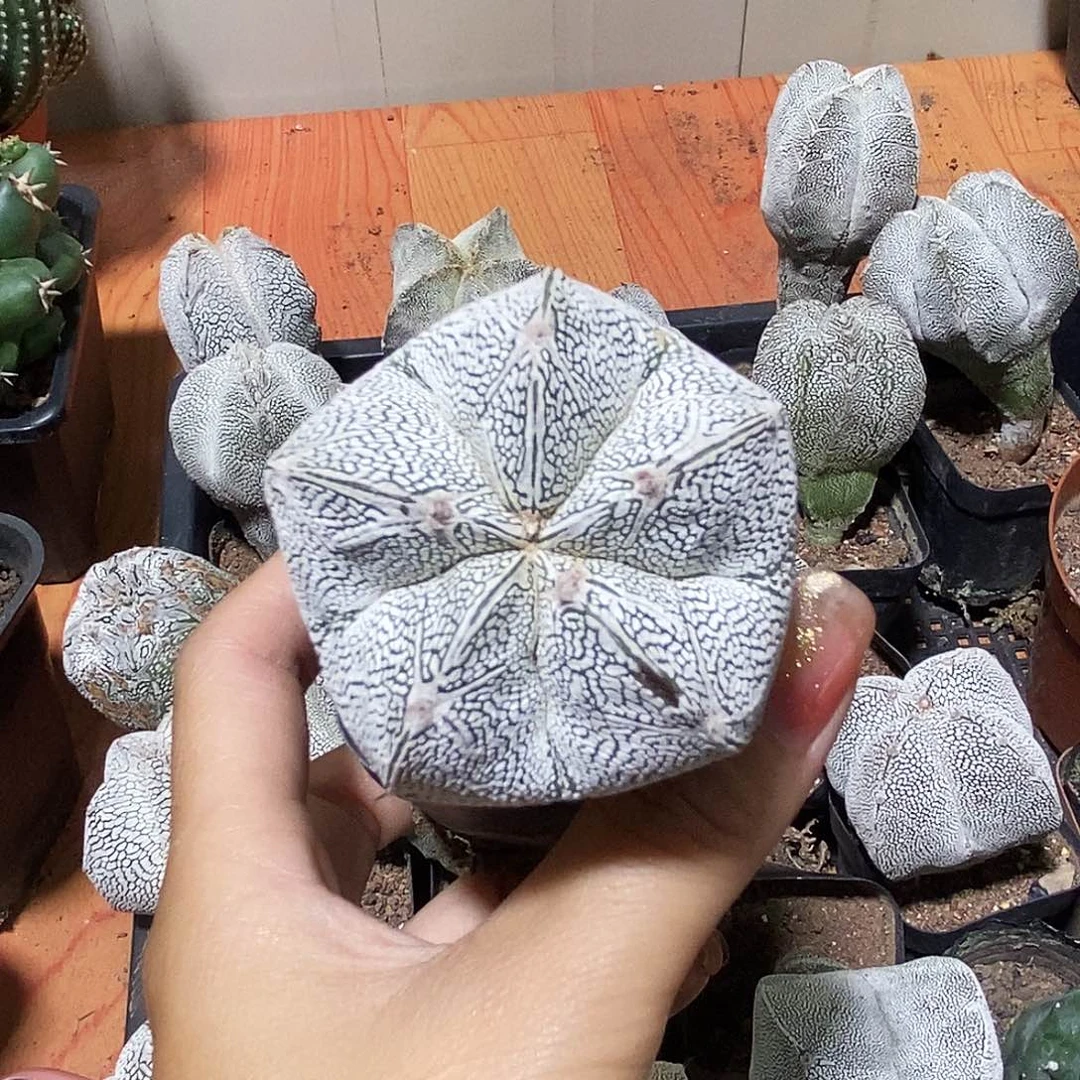 心***犀花花草草花花草草