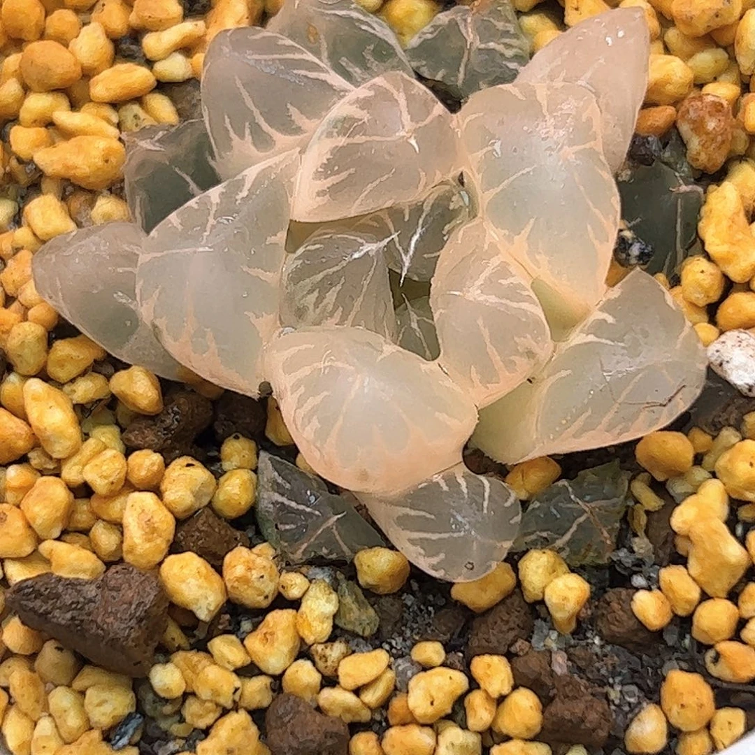 糊斑北极之光锦十二卷多肉