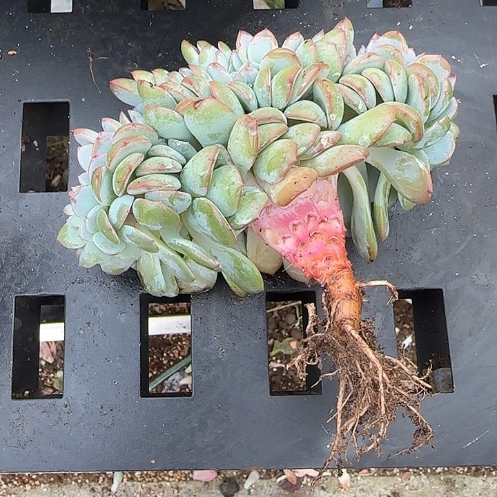 花***贝青蛙王子儿童牙膏套装11