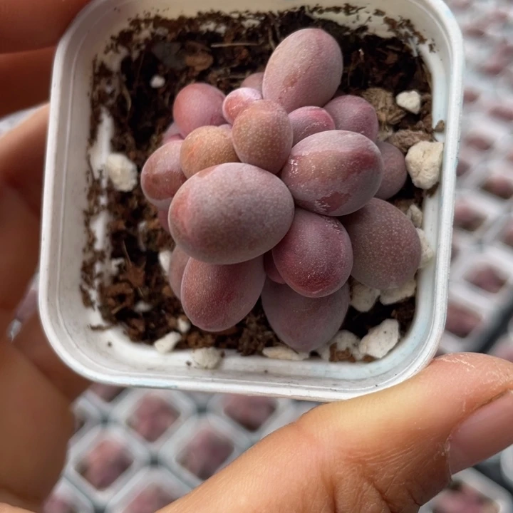 一物一拍满18包邮