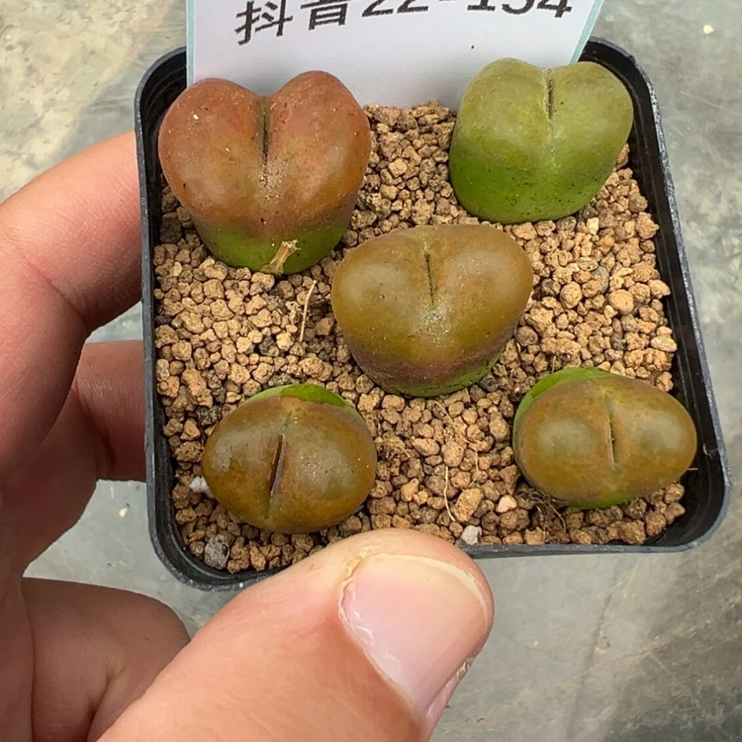 22-154肉锥多肉植物