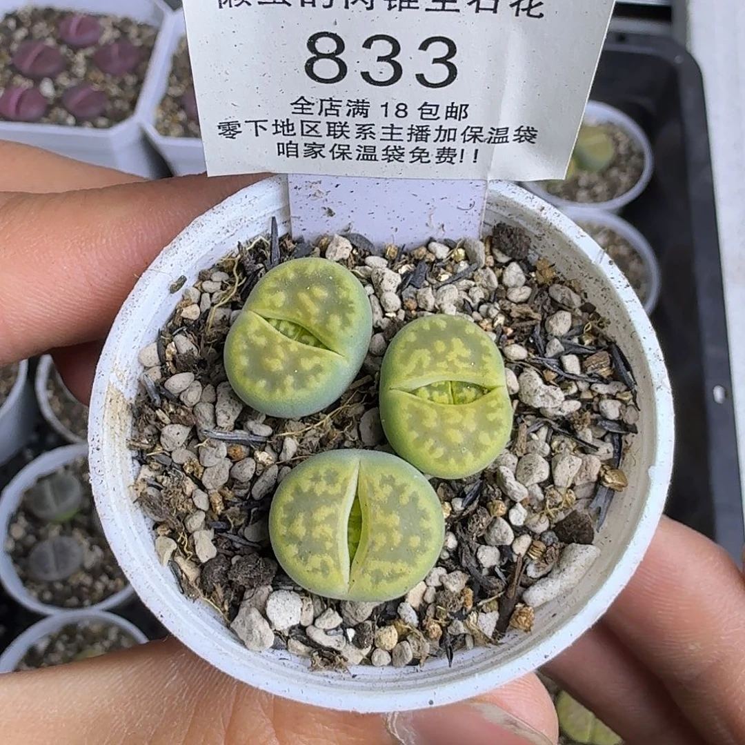 833 盆口5公分满18包邮