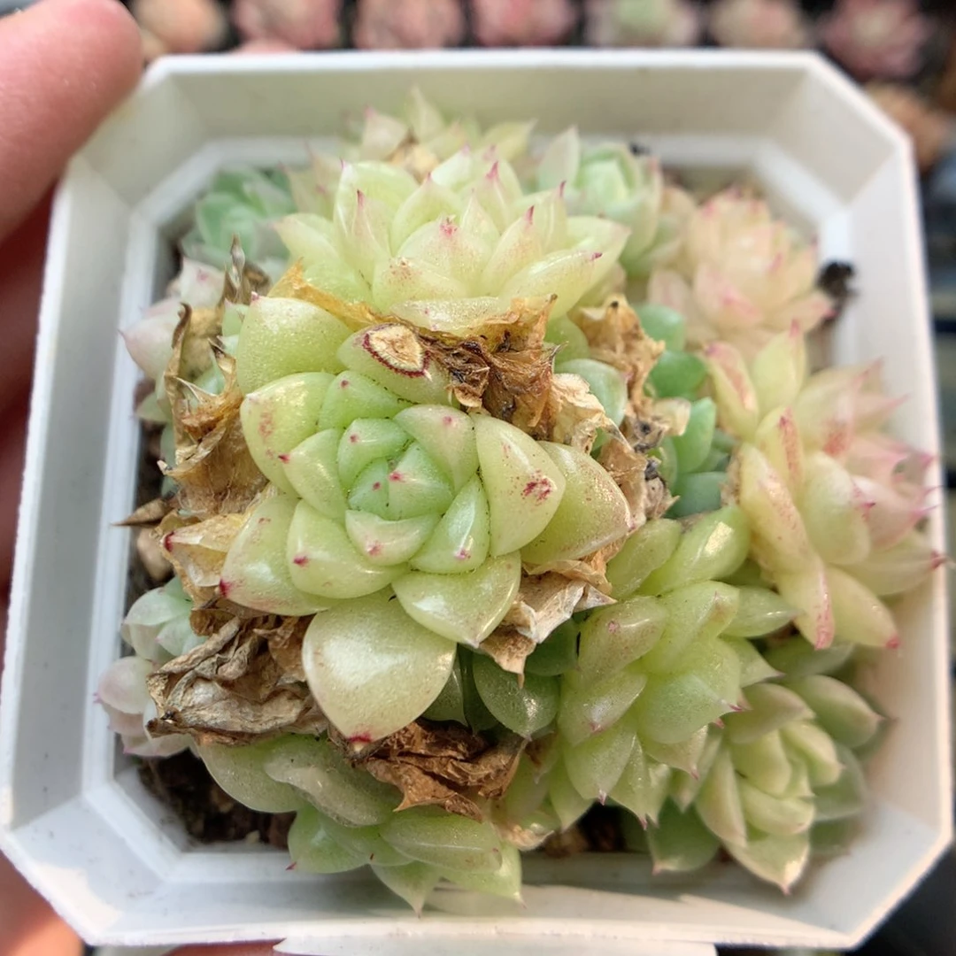 W126定繁编号麦杆B05