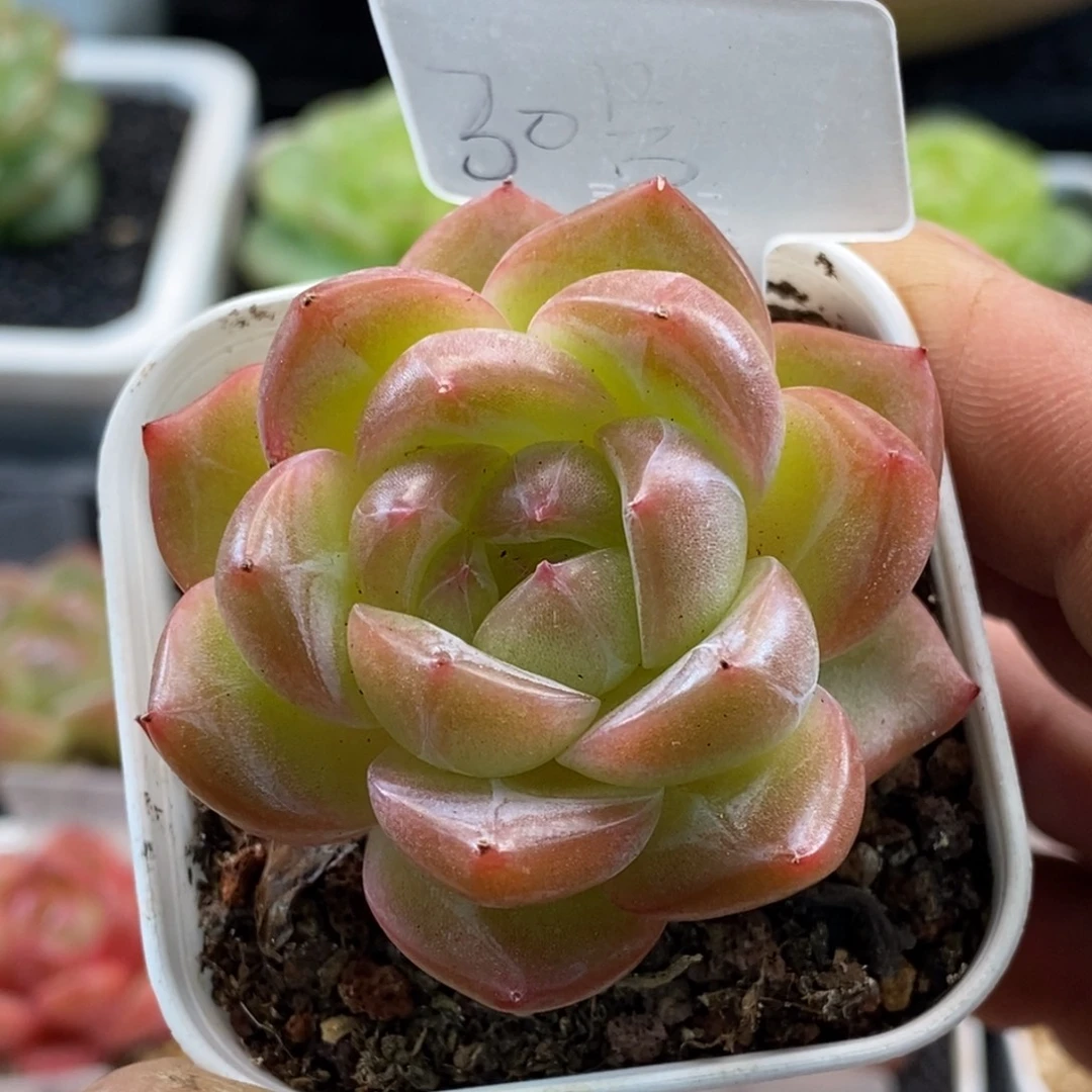 天官赐福百无禁忌
