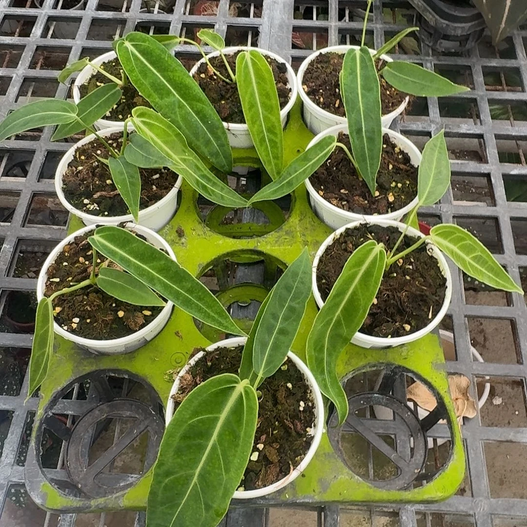 完全开放火鹤后小苗可挑选