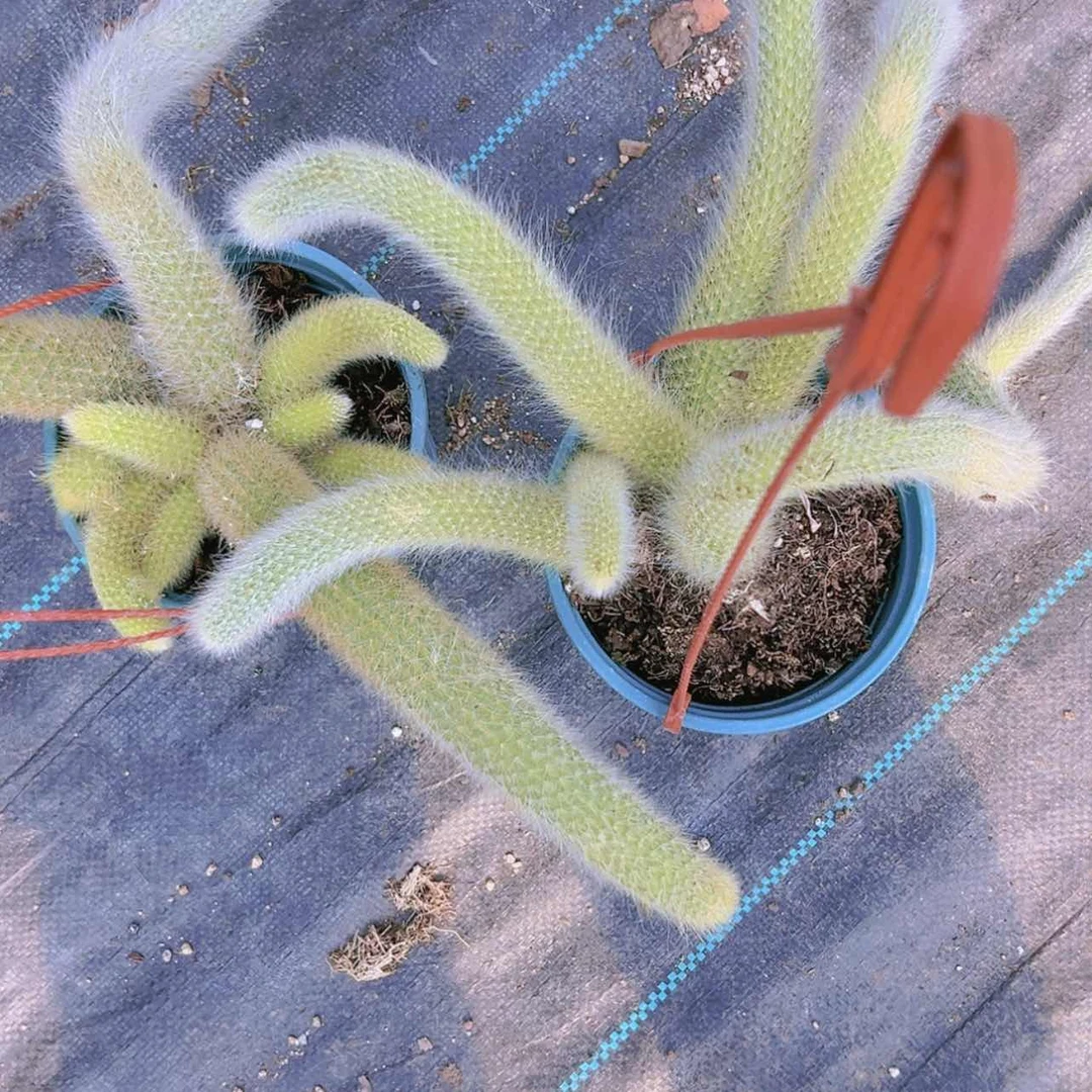 【闪购商品】大群无砍九尾狐16.8