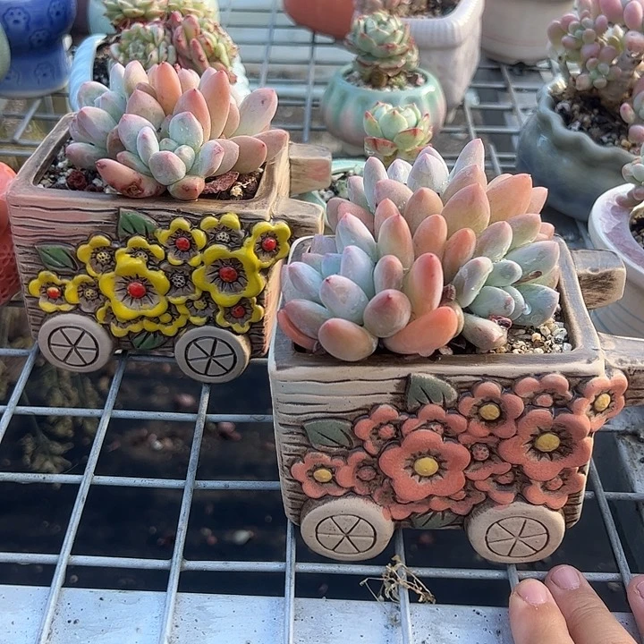 香水带盆多肉植物