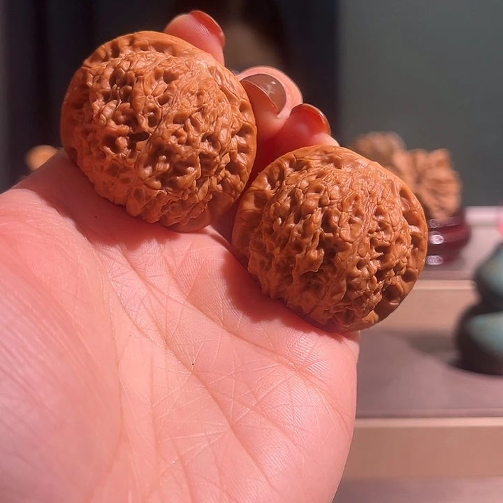 核桃血麒麟血麒麟