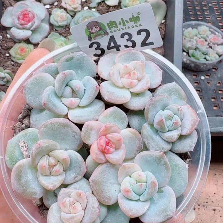 多肉植物多肉植物