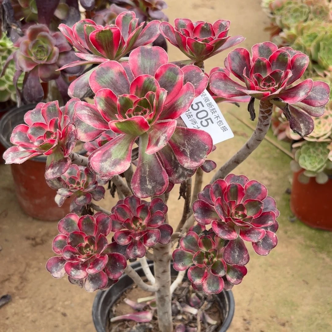 505丽娜多肉植物法师